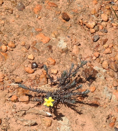 Image of Mini Flax by (c) Noeleen du Toit, some rights reserved (CC BY-SA)
