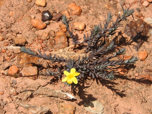 Image of Mini Flax by (c) Noeleen du Toit, some rights reserved (CC BY-SA)
