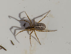 Stemonyphantes lineatus