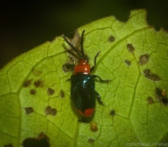 Phyllocharis gracilis