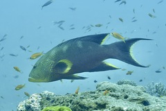 Variola louti