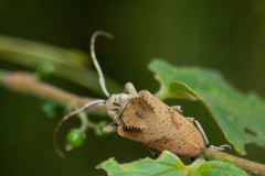 Hypselomus cristatus