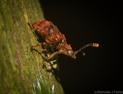 Ganyme tuberculatus