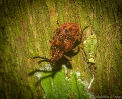 Ganyme tuberculatus