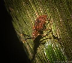 Ganyme tuberculatus