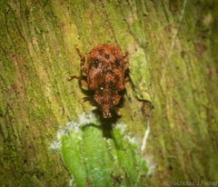 Ganyme tuberculatus