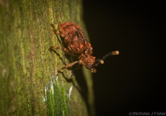 Ganyme tuberculatus