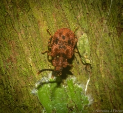 Ganyme tuberculatus