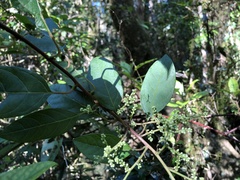 Deeringia arborescens