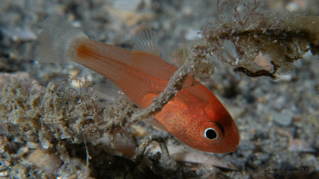 Sawcheek cardinalfish (Apogon quadrisquamatus) — Apogonidae