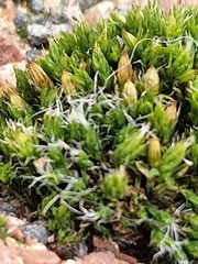 Orthotrichum diaphanum