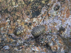 Cellana
