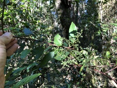 Deeringia arborescens