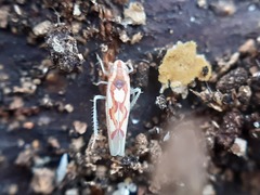 Zygina flammigera
