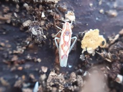 Zygina flammigera