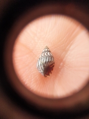 Echinolittorina interrupta