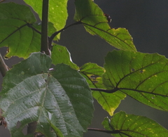 Image of Alchornea cordifolia