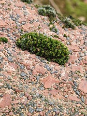 Orthotrichum diaphanum