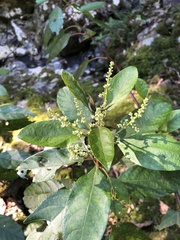 Deeringia arborescens