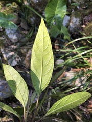 Deeringia arborescens