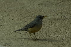 Turdus olivaceus