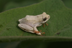 Hyperolius viridiflavus