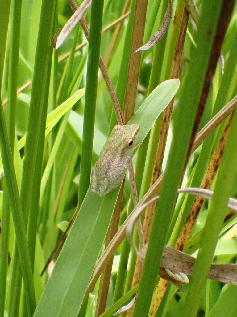 Hypérole tacheté (grenouille des roseaux de Zanzibar) (Hyperolius puncticulatus)