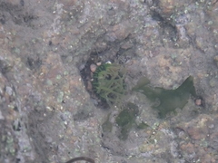 Anthopleura fuscoviridis
