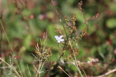 Wahlenbergia marginata