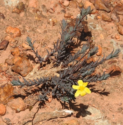 Mini Flax (Linum brevistylum)