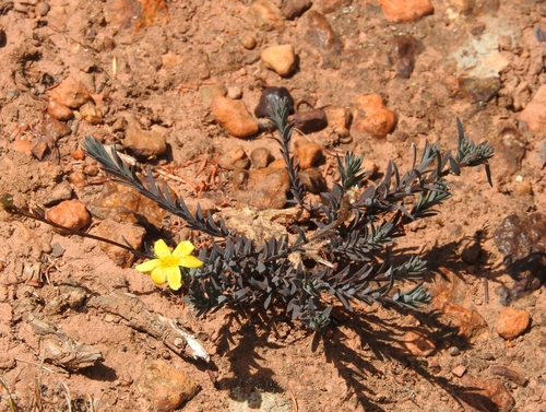 Image of Mini Flax by (c) Noeleen du Toit, some rights reserved (CC BY-SA)