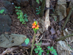 Amorphophallus commutatus