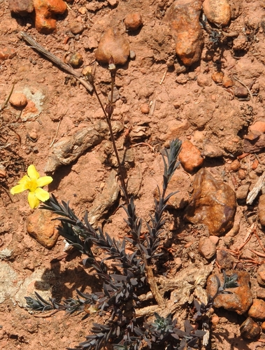 Image of Mini Flax by (c) Noeleen du Toit, some rights reserved (CC BY-SA)