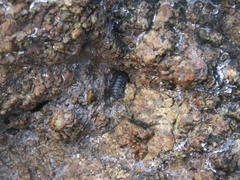 Acanthochitona rubrolineata