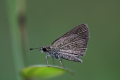 Aeromachus pygmaeus