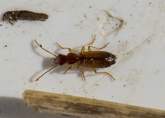 Paradromius linearis