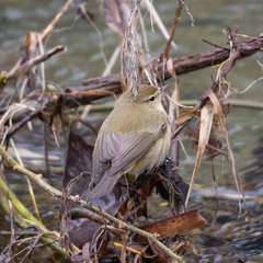 Phylloscopus collybita