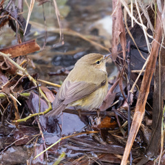 Phylloscopus collybita