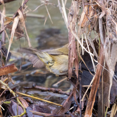 Phylloscopus collybita
