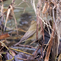 Phylloscopus collybita
