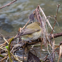 Phylloscopus collybita
