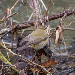 Phylloscopus collybita
