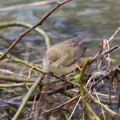 Phylloscopus collybita