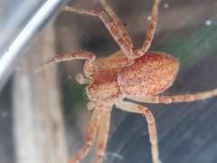 Philodromus rufus