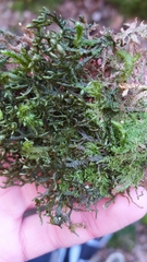 Porella arboris-vitae
