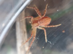 Philodromus rufus
