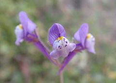 Linaria algarviana