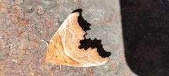 Scoliopteryx libatrix