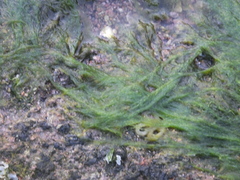 Cladophorales