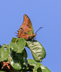 Charaxes candiope